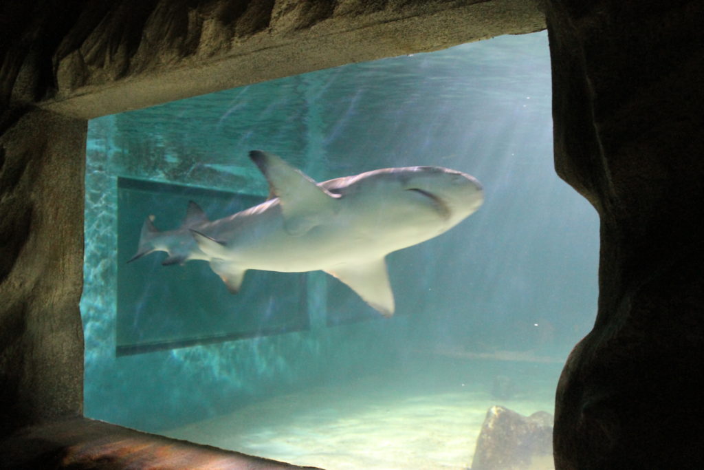 Tropicarium Jesolo